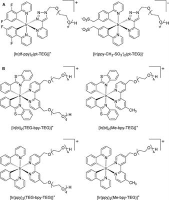 Water-Soluble Iridium(III) Complexes Containing Tetraethylene-Glycol-Derivatized Bipyridine Ligands for Electrogenerated Chemiluminescence Detection